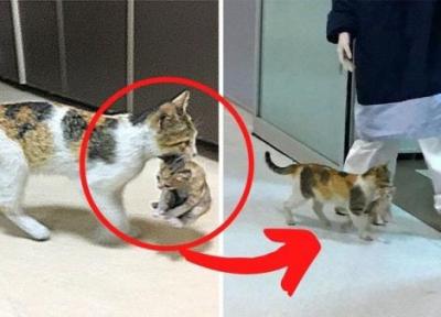 (ویدئو) گربه ای که بچه اش را برای درمان به بیمارستان برد