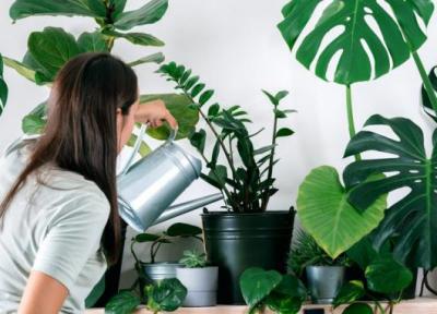راهنمای کامل نگهداری گیاهان آپارتمانی از مبتدی تا حرفه ای
