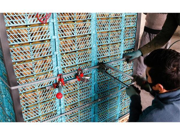 439 تن کیوی از بندر امیرآباد به ازبکستان صادر شد